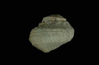 藏品(瘤珠螺)的圖片